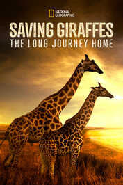 EN - Saving Giraffes: The Long Journey Home (2022)